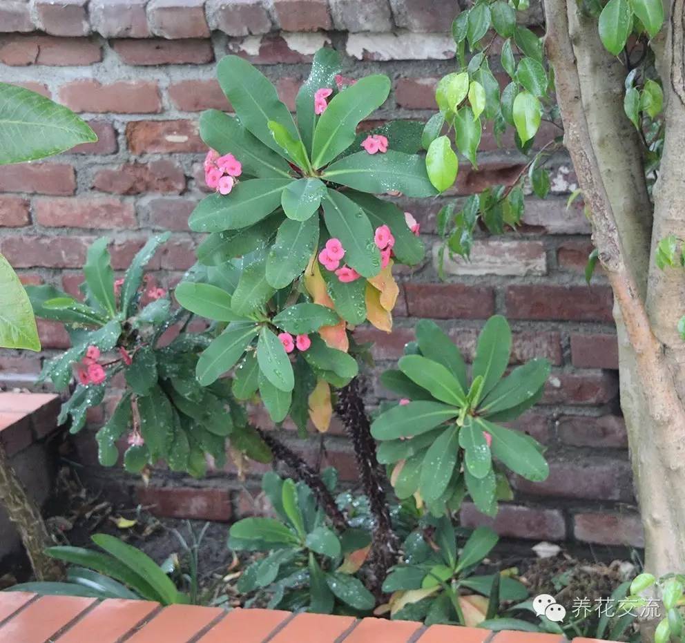 20种常见植物,常见的热带植物盆栽