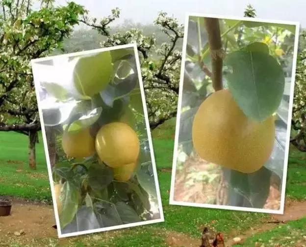 满满收货感的梨王派对！新浪三明的粉丝有大大的惊喜！