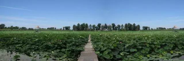 盘锦的夏天，应该是这些颜色的！