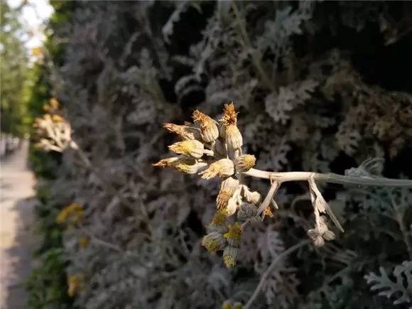 宋仲基vivox7,宋仲基vivo