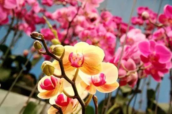 八字无财也无禄会怎样,女命八字无财是否胆小