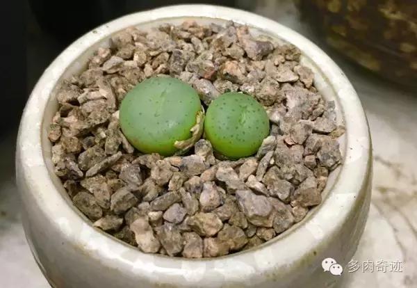 多肉咱们支持国货