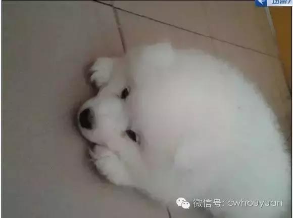 不为人知的狗狗冷知识,不为人知的秘密上一句