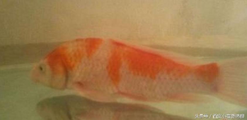 刚买的锦鲤眼睛发红正常吗,锦鲤充血是什么症状啊