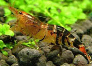 观赏虾十大入门级,观赏虾最漂亮的一种