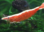 观赏虾十大入门级,观赏虾最漂亮的一种