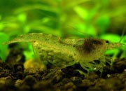 观赏虾十大入门级,观赏虾最漂亮的一种