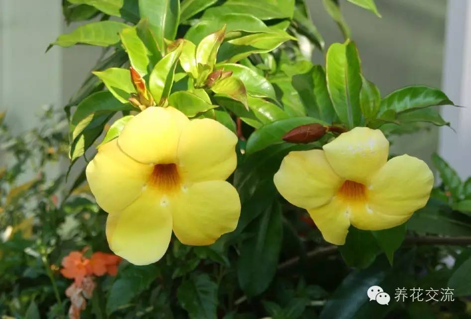 20种常见植物,常见的热带植物盆栽