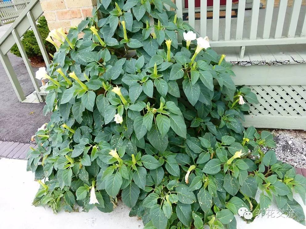 20种常见植物,常见的热带植物盆栽