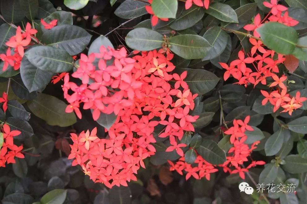 20种常见植物,常见的热带植物盆栽