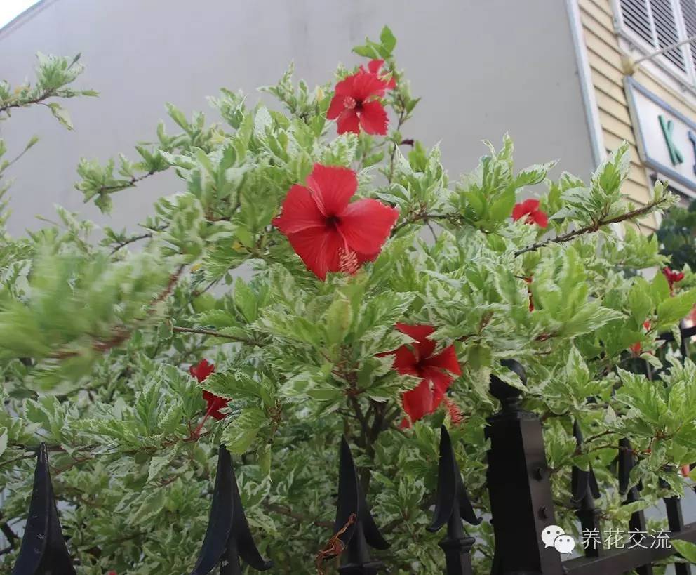 20种常见植物,常见的热带植物盆栽