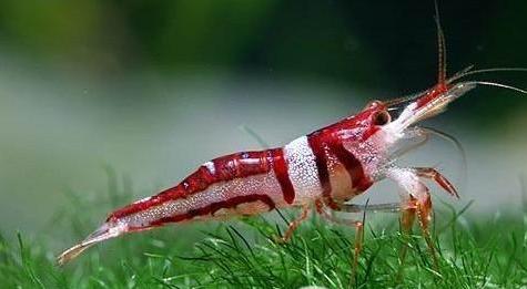 观赏虾十大入门级,观赏虾最漂亮的一种