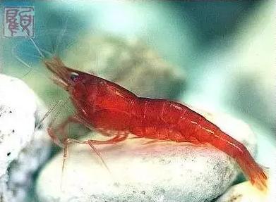 观赏虾十大入门级,观赏虾最漂亮的一种