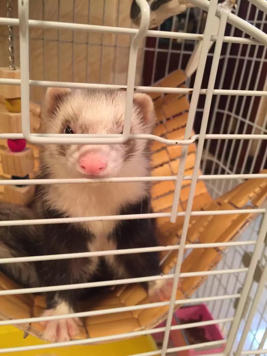 萌萌的安格鲁貂，连小哈士奇都这么喜欢它