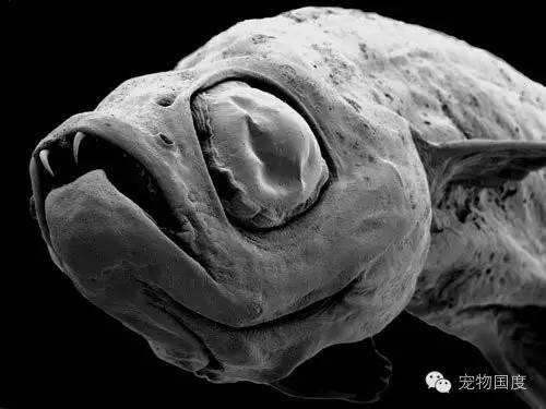 奇形怪物图片,奇形怪物是怎样的