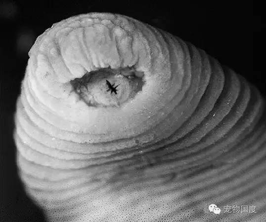 奇形怪物图片,奇形怪物是怎样的