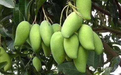 每日全国市场水果行情价格播报,今日全国水果价格一览表