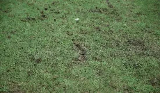 登巴巴伤好了吗,登巴巴哪年受的伤