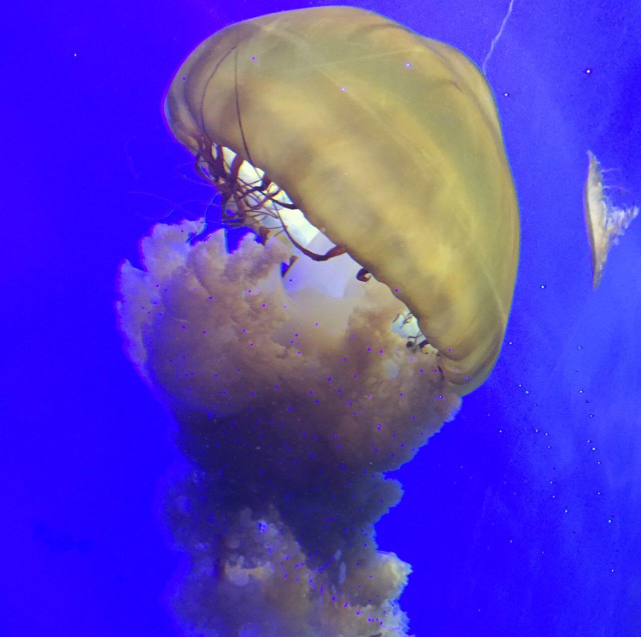 水母死后会变成水不留痕迹,水母死后真的会变成一滩水吗