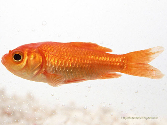 PS教程：灯泡中的金鱼