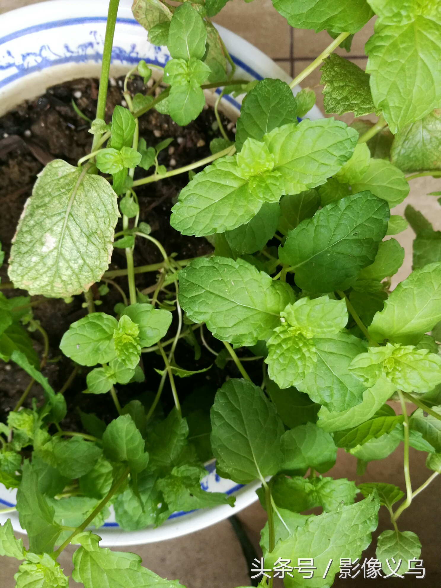 健康义乌：家庭阳台种菜义乌正时尚