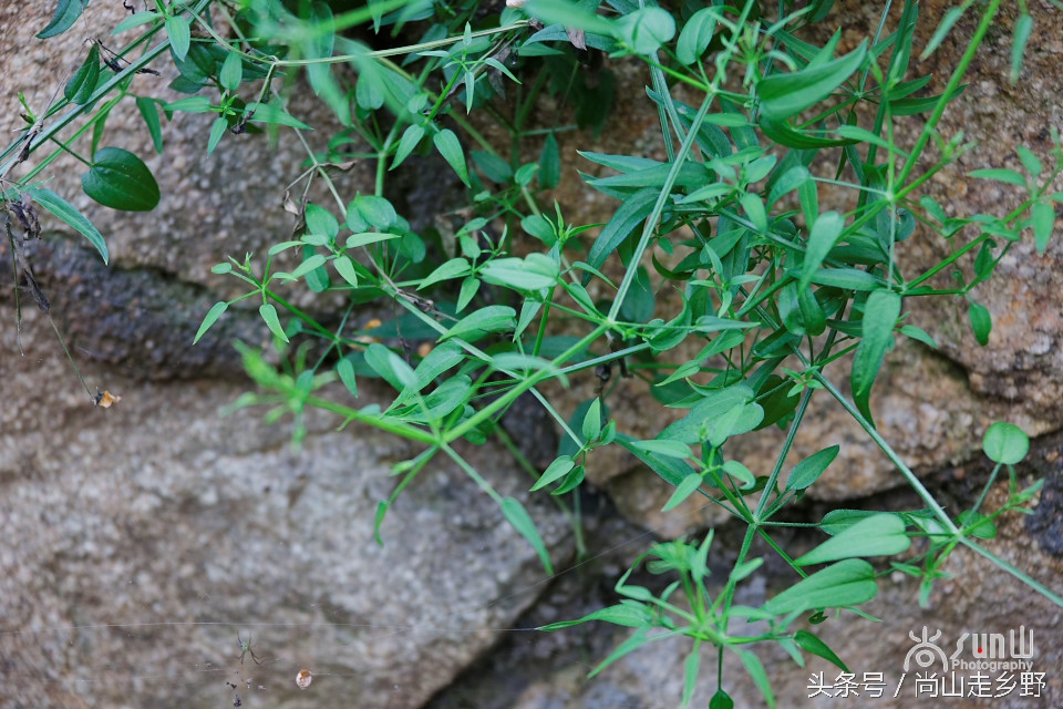 农村人用的红色染料是什么,人类最原始的染料