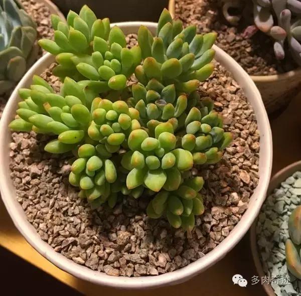 多肉咱们支持国货