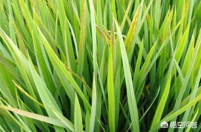 稻苗出现红叶病怎么治,水稻红叶病怎么回事