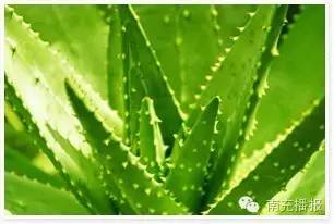 这个植物能治多种病,农村这些植物可都是宝