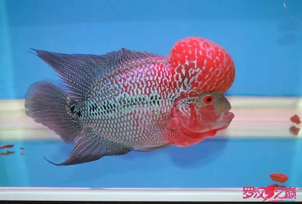 罗汉鱼烧尾用什么药好,罗汉鱼烧尾恢复过程