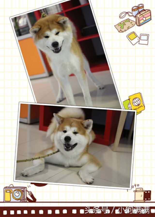 狗狗spa浴缸正确使用方法,自己在家给狗狗做spa