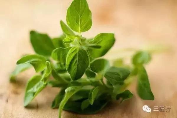 西餐里的那些“杂草”都是啥？一篇文章带你认识香草