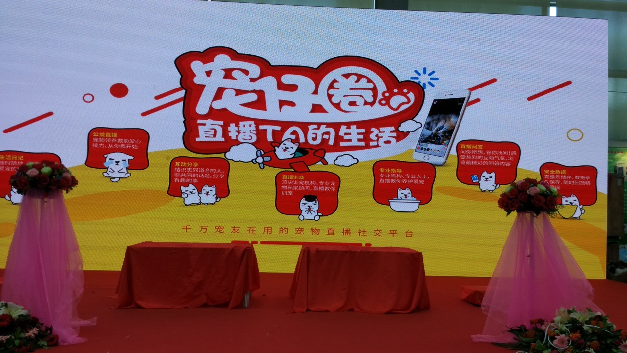 宠物婚礼,宠物婚礼祝贺视频