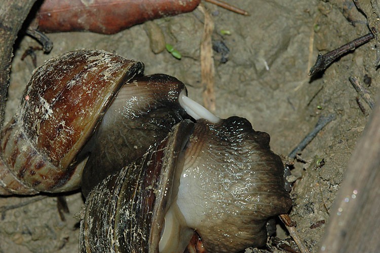 蜗牛有自愈功能么,蜗牛的生理缺陷