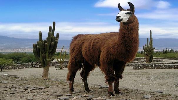 草泥马羊驼正版,草泥马羊驼坐骑