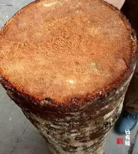 龙血金丝竹百科简介,龙血金丝竹简介