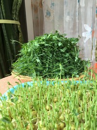 纸上种蔬菜,纸上种菜技术