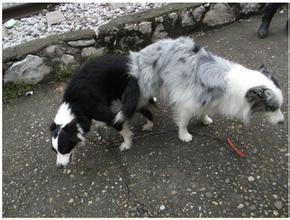 狗狗生理期时的关注事项,狗狗生理期关注哪些事项