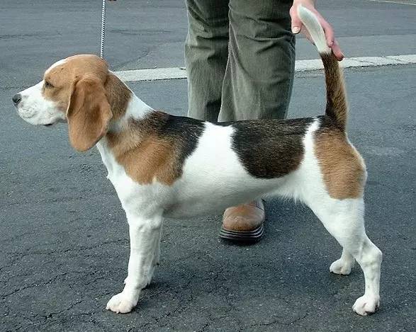 snoopy史努比是哪国品牌,snoopy史努比是什么动物