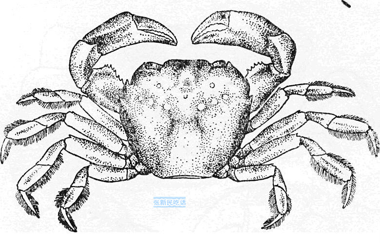 潮汕咸膏蟹是用什么蟹,潮汕腌制的螃蟹