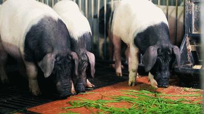 怎么让肥肉肥而不腻入口即化,肥肉怎么做肥而不腻又简单