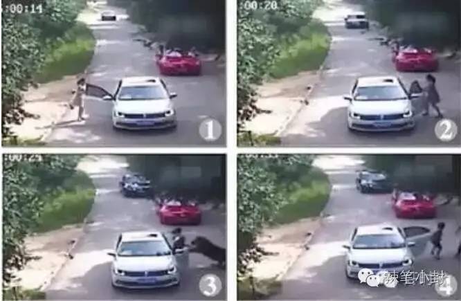 两名俄罗斯人把棕熊打成重伤？假的