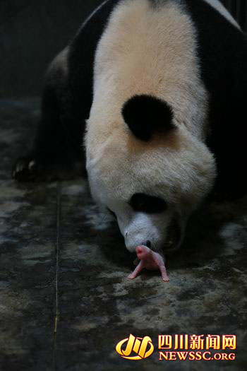 奥运吉祥物晶晶的图片,奥运会吉祥物晶晶