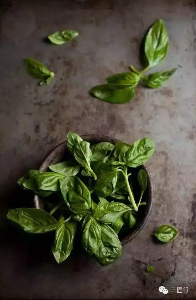 西餐里的那些“杂草”都是啥？一篇文章带你认识香草