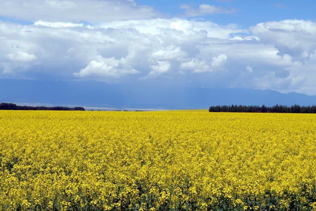 险过独库，美过101，伊犁还私藏着这样一条经典之路！