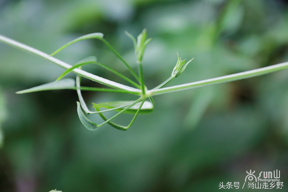 农村人用的红色染料是什么,人类最原始的染料