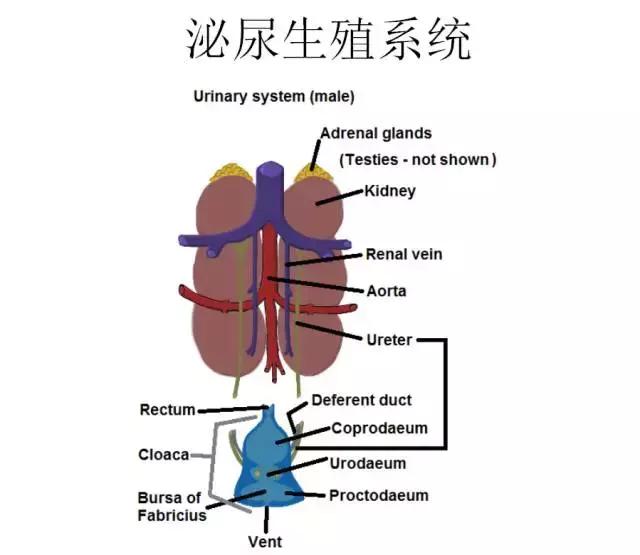 如果小鸟受伤了该怎么救助,发现受伤的小鸟应该怎么办