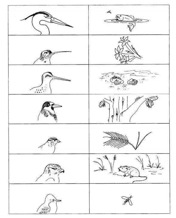 如果小鸟受伤了该怎么救助,发现受伤的小鸟应该怎么办