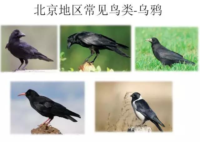 如果小鸟受伤了该怎么救助,发现受伤的小鸟应该怎么办