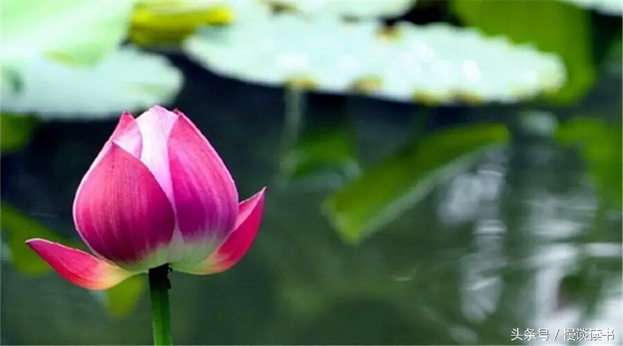 如何阅读一本英文原著,外国文学必读100本书